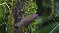 ሩፎስ-ኔፕድ ቤልበርድ ባትራኮቶክሲን ዝተበሃለ መርዚ ከም እትጻወር መጽናዕትታት የመልክቱ