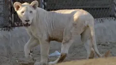 பாகிஸ்தான், சிங்கம் 