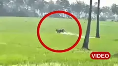 ఆంధ్రప్రదేశ్‌, తూర్పు గోదావరి, కూర్మాపురం, పులి