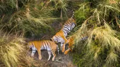 पश्चिम नेपालको एउटा जङ्गलमा सुतेका तीन बाघको ड्रोनबाट खिचिएको तस्बिर