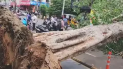 కూలిన వృక్షం