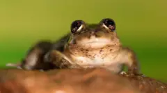 Rã do riacho Valcheta