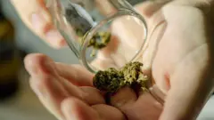 Cannabis.