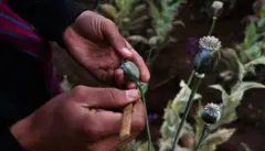 미얀마에선 잔혹한 내전으로 인해 아편이 수익성 높은 수입원으로 떠오르면서 양귀비 재배가 늘어났다