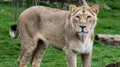 ગીર, સિંહ, એશિયાઈ સિંહ, ગીરનું જંગલ, સિંહની ત્રાડ, સિંહની ગર્જના, સિંહનું પ્રજનન, સિંહનું સંવનન, સિંહોની વાતચીત બીબીસી ન્યુઝ, ગુજરાત 