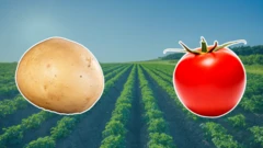 प्रातिनिधिक फोटो