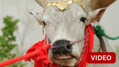 காளைகள் பாதாம், பிஸ்தா கூட சாப்பிடுமா?