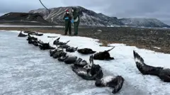 Des oiseaux morts sur la glace.