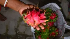 ડ્રેગન ફ્રૂટ