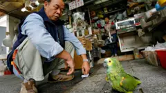 一名年长者在一间小店外全蹲，正看着几公分外的一只绿色鹦鹉。这只鸟眼睛周围带有黄色斑纹