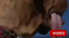 மிக நீளமான நாக்கு - கின்னஸ் சாதனை படைத்த நாய்