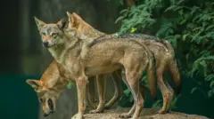 ஓநாய்கள்