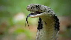 Королівська кобра, Індонезія - стокова фотографія