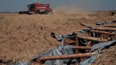 Colheitadeira vermelha em campo de trigo, com nuvem de poeira soprando atrás. Trincheiras de terra fortificadas com postes de madeira ao fundo, na linha do front de Avdiivka, no leste da Ucrânia, em 2024