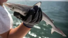 Abahinga mu binyabuzima biba mu mazi bapimye ama-requins 13 mu mazi yo hanze y'inkengera ya Rio (ifoto yo mu bubiko)