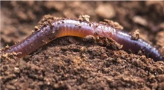 worm