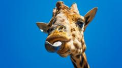 Cómo la lengua hizo posible que los animales salieran del mar y vivieran en la tierra
