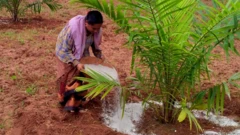 తెలంగాణ, ఆయిల్ పామ్, రేవంత్ రెడ్డి, వ్యవసాయం, వరిపంట, అంతరపంటలు