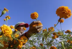 इचङ्गु काठमाण्डूमा सयपत्री फूल टिप्दै एक महिला कृषक 