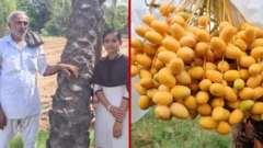 ખજૂરની ખેતી, ગુજરાત, ગુજરાતમાં ખેતી, બીબીસી ગુજરાતી, કચ્છના ખારેક, ખારેકની ખેતી, ભારત, ઇરાક