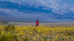 A woman is surrounded by flowers in the Death Valley.
