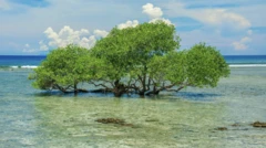 mangrove