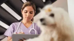 Médica veterinária com estetoscópioo bet365volta do pescoço