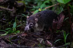Un coatí