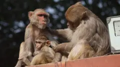 बंदर