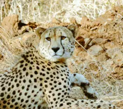 એક માદા ચિત્તાને શોધવા માટે 100 લોકો, ડ્રોન, હાથી અને સેટેલાઇટની મદદ કેમ લેવામાં આવી?