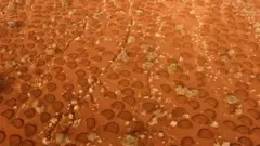 ሕብረተሰብ ማሳይ