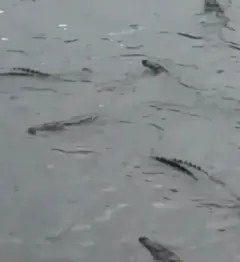 GroupofCrocodile
