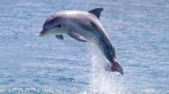ડૉલ્ફિન,  જળચરો, માછલી, બીબીસી ગુજરાતી 