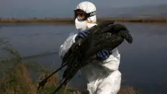 İsrail'de kuş gribi salgını sonucu birçok gri turna öldü