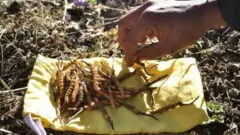 यार्सागुम्बा