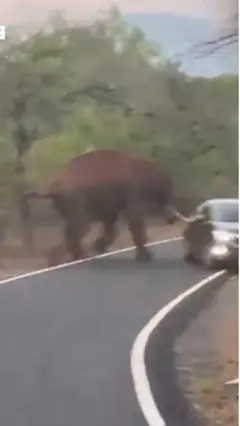 யானை