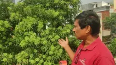 ભૂતિયાં ઝાડ