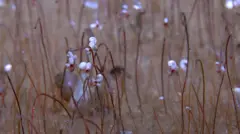 На изображении крупным планом видны длинные, тонкие, красновато-коричневые трубчатые черви, выходящие из морского дна.