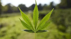 గంజాయి మొక్క