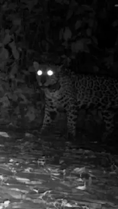 پړانګ-جګوار