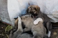 Stray puppies that live with their injured mother among other dogs near the forest on the outskirts of Istanbul, Turkey, Sunday, August 11, 2024. 