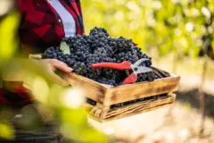 Mulher carrega caixa de uvas em vinícola