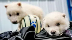 Dois filhotes de lobo, com um mês de idade, deitados em um cobertor