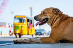 தெருநாய் பிரச்னை, உச்சநீதிமன்றம், தெருநாய் கடி, ரேபிஸ்