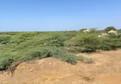 ગાંડો બાવળ, કચ્છ, રણ