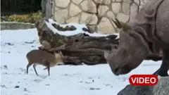 ఖడ్గ మృగం, జింక