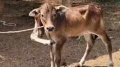 श्रीलंका