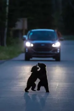 Dois filhotes de urso estão de pé, um de frente para o outro, no meio de uma rua asfaltada, parecendo estar brincando de lutar. Um carro com os faróis acesos está parado atrás deles, projetando um brilho ao redor de suas silhuetas.