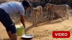 சிறுத்தைகளுக்கு தண்ணீர்... குனோ தேசியப் பூங்கா ஓட்டுநர் பணியிடை நீக்கம் செய்யப்பட்டது ஏன்? 