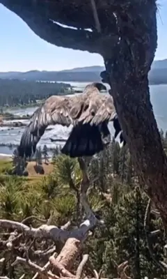 bald eagle